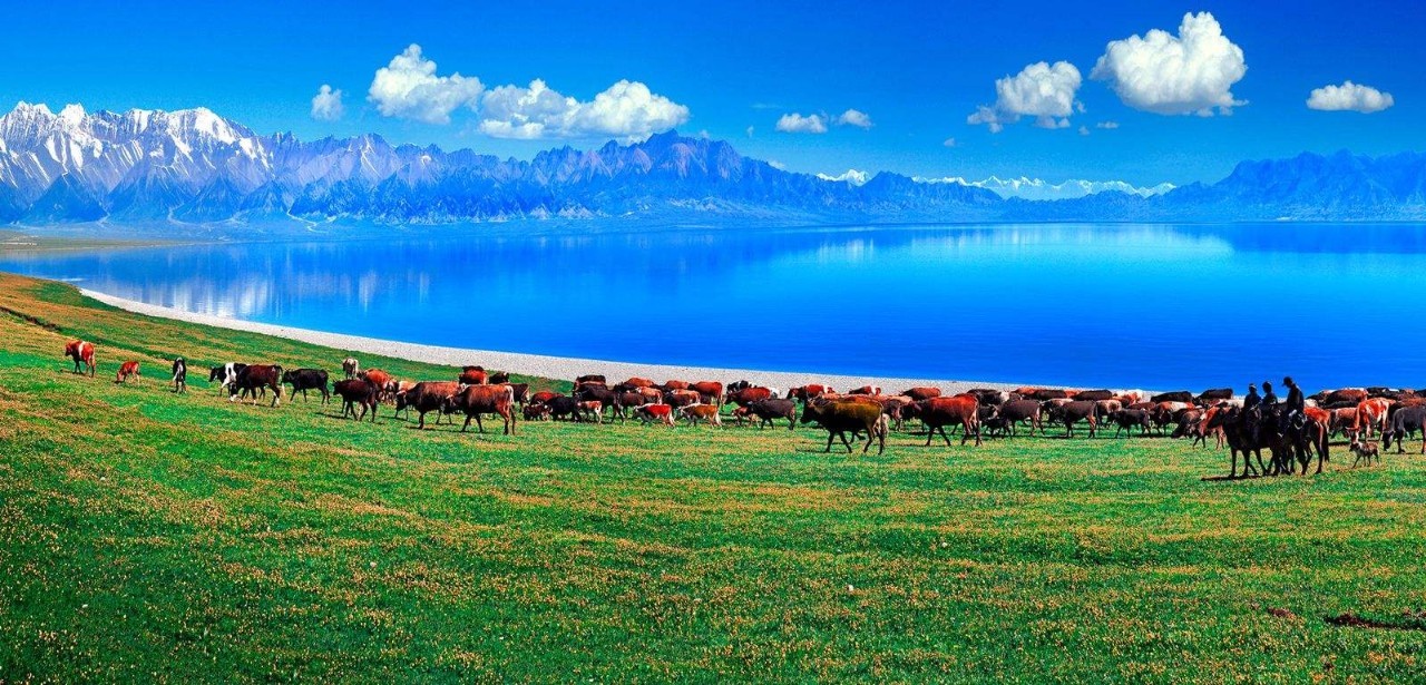 新疆技能学习指南，从入门到进阶的实用指南